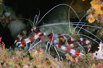 Banded Coral Shrimp (Stenopus hispidus) pair, Great Barrier Reef, Australia