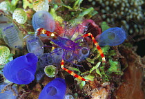 Blue Coral Banded Shrimp (Stenopus tenuirostris) on sea tunicates, Bali, Indonesia
