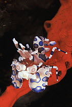 Harlequin Shrimp (Hymenocera picta), Indo-Pacific