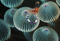 Anemone Shrimp (Periclimenes brevicarpalis) on sea anemone tentacles, Lord Howe Island, New South Wales, Australia