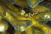 Squat Anemone Shrimp (Thor amboinensis) on camouflaged on hard coral, Lembeh Strait, Indonesia