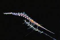 Zubi Needle Shrimp (Tozeuma armatum) male, Anilao, Philippines
