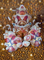 Harlequin Shrimp (Hymenocera picta) on sea star, Great Barrier Reef, Australia