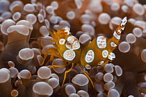 Squat Anemone Shrimp (Thor amboinensis) on sea anemone, Anilao, Philippines