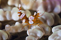 Squat Anemone Shrimp (Thor amboinensis) on sea anemone, Anilao, Philippines