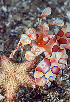 Harlequin Shrimp (Hymenocera picta) feeding on sea star prey, Anilao, Philippines