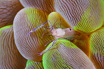 Coral Shrimp (Vir philippinensis) on Rounded Bubblegum Coral (Plerogyra sinuosa), Anilao, Philippines