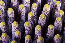 Staghorn Coral (Acropora millepora), Great Barrier Reef, Australia