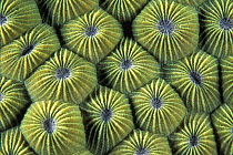 Double-star Coral (Diploastrea heliopora), Great Barrier Reef, Australia