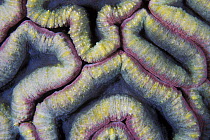 Stony Coral (Lobophyllia hemprichii), Great Barrier Reef, Australia