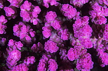 Stony Coral (Acropora sp), Great Barrier Reef, Australia
