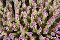 Stony Coral (Acropora sp), Great Barrier Reef, Australia