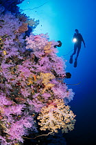 Soft Coral (Dendronephthya sp) reef and scuba diver, Indo-Pacific