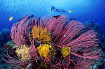 Scuba diver and coral reef with featherstars, Indo-Pacific