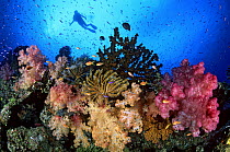 Scuba diver and soft corals, Indo-Pacific