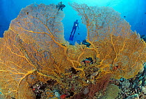 Yellow coral and scuba diver, Great Barrier Reef, Australia