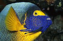 Scribble-faced Angelfish (Pomacanthus xanthometopon) with a cleaner fish, Great Barrier Reef, Australia