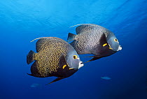 French Angelfish (Pomacanthus paru) pair, Grand Cayman Island, Cayman Islands, Caribbean