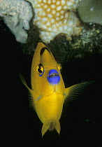 Three-spot Angelfish (Apolemichthys trimaculatus), Great Barrier Reef, Australia