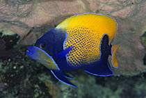 Blue-girdled Angelfish (Pomacanthus navarchus), Great Barrier Reef, Australia