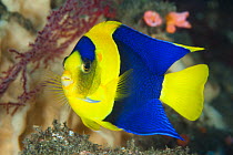 Blue And Gold Angelfish (Centropyge bicolor), Tulamben, Bali, Indonesia