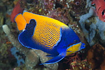 Blue-girdled Angelfish (Pomacanthus navarchus), Great Barrier Reef, Australia