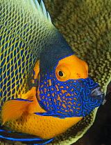 Scribble-faced Angelfish (Pomacanthus xanthometopon), Great Barrier Reef, Australia