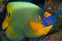 Scribble-faced Angelfish (Pomacanthus xanthometopon), Great Barrier Reef, Australia