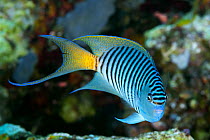 Blackspot Angelfish (Genicanthus melanospilos) male, Great Barrier Reef, Australia