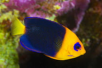 Cocos Angelfish (Centropyge joculator), Keeling Islands, Australia