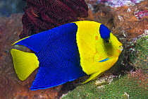 Blue And Gold Angelfish (Centropyge bicolor), Great Barrier Reef, Australia