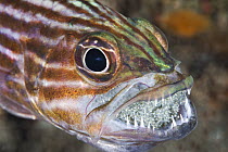 Intermediate Cardinalfish (Cheilodipterus intermedius) male incubating eggs in mouth, Great Barrier Reef, Australia