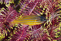 Yellow-striped Cardinalfish (Apogon cyanosoma) sheltering in featherstar, Great Barrier Reef, Australia