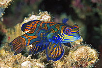 Mandarinfish (Synchiropus splendidus), Great Barrier Reef, Australia
