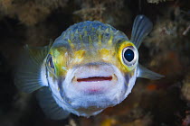 Porcupinefish (Diodon nicthemerus), Port Phillip Bay, Mornington Peninsula, Victoria, Australia