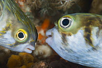 Porcupinefish (Diodon nicthemerus) pair, Port Phillip Bay, Mornington Peninsula, Victoria, Australia