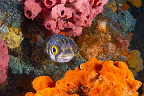 Porcupinefish (Diodon nicthemerus), Port Phillip Bay, Mornington Peninsula, Victoria, Australia