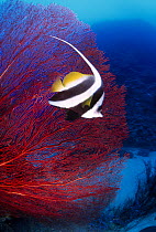 Longfin Bannerfish (Heniochus acuminatus) and sea fan, Great Barrier Reef, Australia