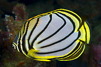 Meyer's Butterflyfish (Chaetodon meyeri), Great Barrier Reef, Australia