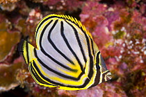 Meyer's Butterflyfish (Chaetodon meyeri), Great Barrier Reef, Australia