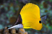 Longnose Butterflyfish (Forcipiger flavissimus), Great Barrier Reef, Australia