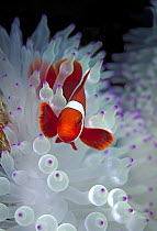 Spine-cheek Anemonefish (Premnas biaculeatus) in sea anemone, Great Barrier Reef, Australia