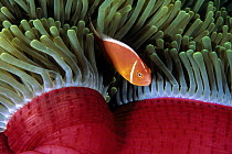 Pink Anemonefish (Amphiprion perideraion) male in sea anemone, Great Barrier Reef, Australia
