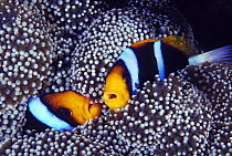Orange-fin Anemonefish (Amphiprion chrysopterus) pair in sea anemone, Great Barrier Reef, Australia