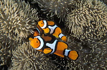 Blackfinned Clownfish (Amphiprion percula) trio in sea anemone, Great Barrier Reef, Australia