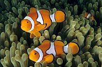 Clown Anemonefish (Amphiprion ocellaris) trio in sea anemone, Bali, Indonesia