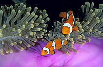 Blackfinned Clownfish (Amphiprion percula) pair in sea anemone, Great Barrier Reef, Australia