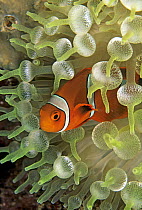 Spine-cheek Anemonefish (Premnas biaculeatus) juvenile in sea anemone, Great Barrier Reef, Australia