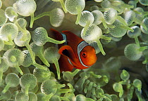 Spine-cheek Anemonefish (Premnas biaculeatus) juvenile in sea anemone, Great Barrier Reef, Australia
