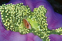 Pink Anemonefish (Amphiprion perideraion) in sea anemone, Great Barrier Reef, Australia
